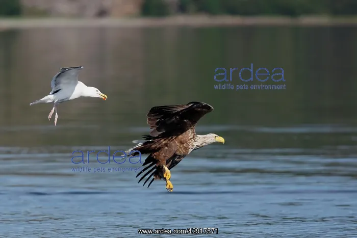 : White-tailed Eagle - in flight low above water : White-tailed Eagle - in flight low above water