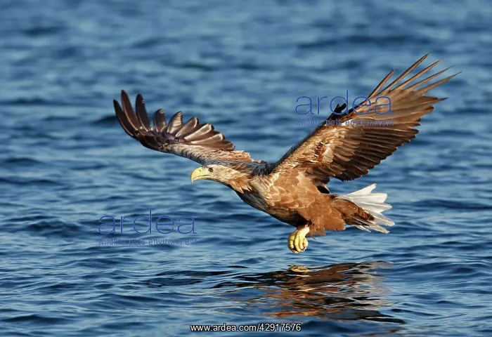 : White-tailed Eagle - in flight low above water : White-tailed Eagle - in flight low above water