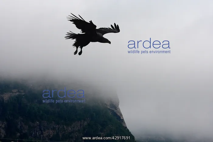 : White-tailed Eagle - in flight - thick cloud behind : White-tailed Eagle - in flight - thick cloud behind