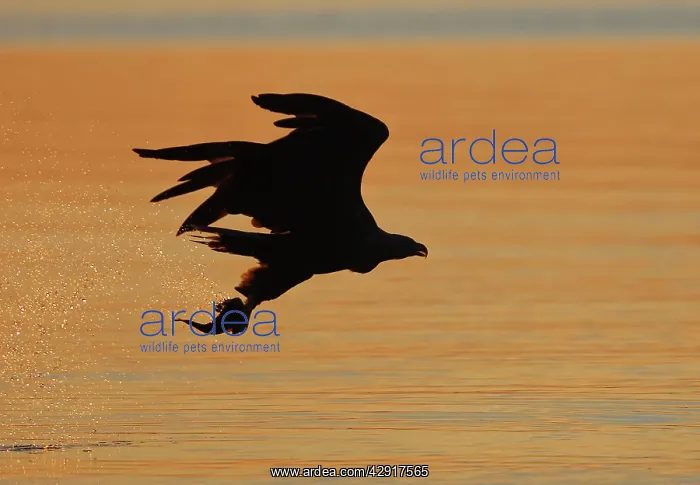 : White-tailed Eagle - in flight above water - with : White-tailed Eagle - in flight above water - with