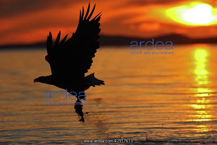 : White-tailed Eagle - in flight above water - with : White-tailed Eagle - in flight above water - with