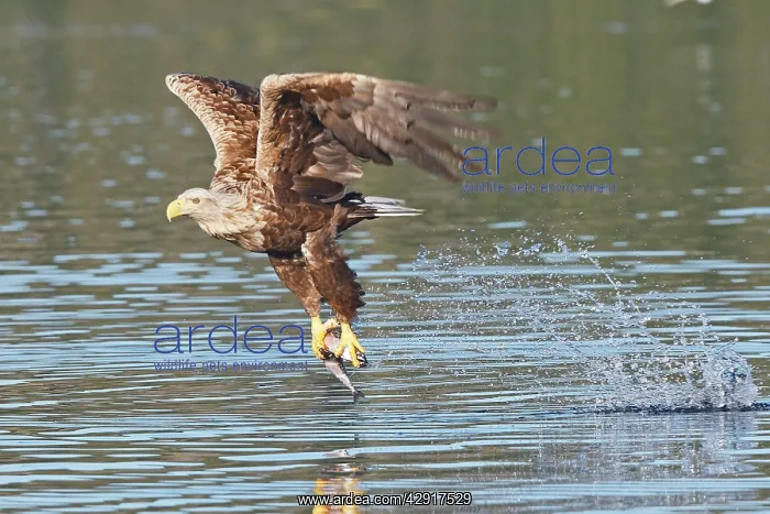 : White-tailed Eagle - in flight above water - with fish prey : White-tailed Eagle - in flight above water - with fish prey