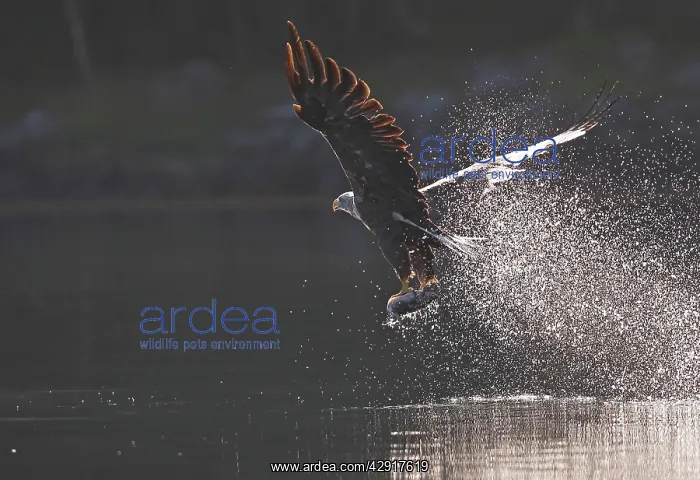 : White-tailed Eagle - in flight above water - with fish prey : White-tailed Eagle - in flight above water - with fish prey