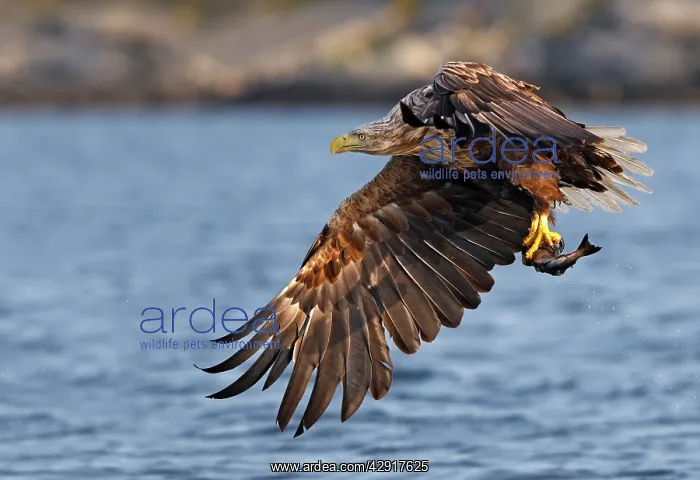: White-tailed Eagle - in flight above water - with fish prey : White-tailed Eagle - in flight above water - with fish prey