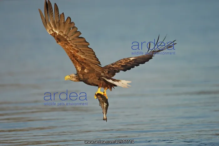 : White-tailed Eagle - in flight above water - with fish prey : White-tailed Eagle - in flight above water - with fish prey
