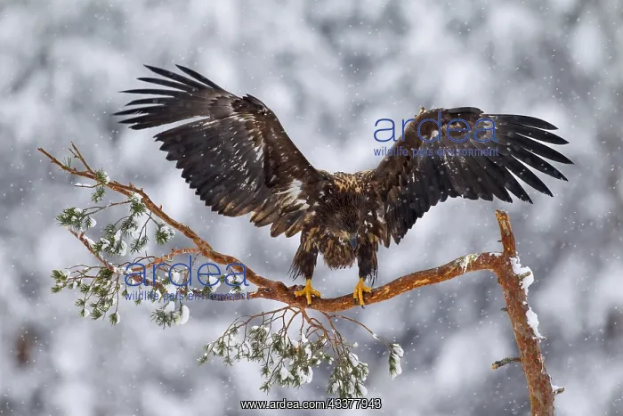 : White-tailed Eagle (Haliaeetus albicilla), Sea Eagle : White-tailed Eagle (Haliaeetus albicilla), Sea Eagle