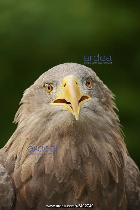 : White-tailed eagle (Haliaeetus albicilla), portrait : White-tailed eagle (Haliaeetus albicilla), portrait