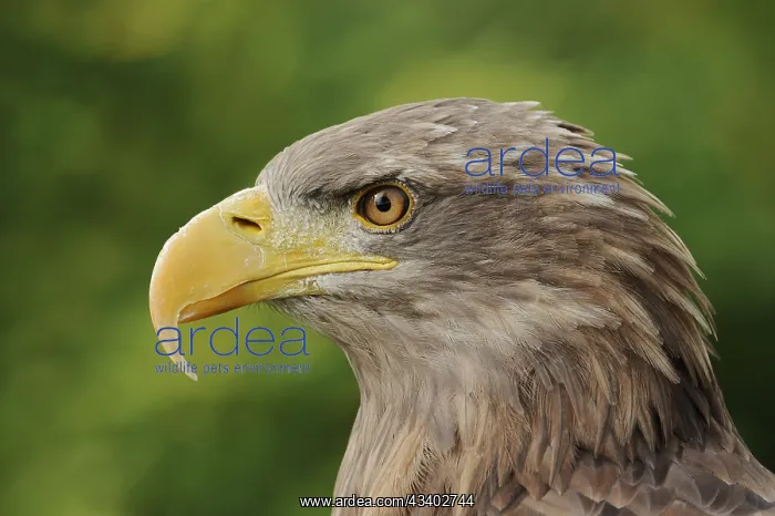 : White-tailed eagle (Haliaeetus albicilla), portrait : White-tailed eagle (Haliaeetus albicilla), portrait