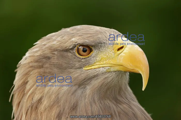 : White-tailed eagle (Haliaeetus albicilla), portrait : White-tailed eagle (Haliaeetus albicilla), portrait