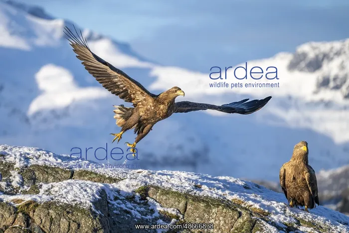 : White-tailed eagle (Haliaeetus albicilla), taking off in : White-tailed eagle (Haliaeetus albicilla), taking off in