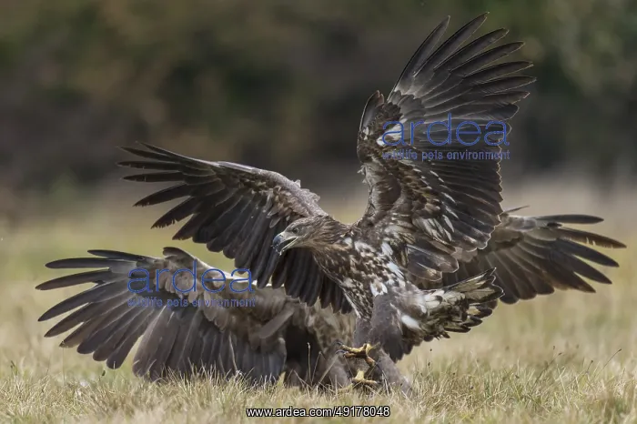 : White-tailed Eagle (Haliaeetus albicilla) : White-tailed Eagle (Haliaeetus albicilla)