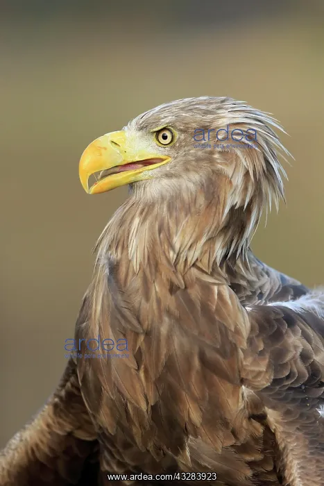 : White-tailed eagle (Haliaeetus albicilla), adult : White-tailed eagle (Haliaeetus albicilla), adult