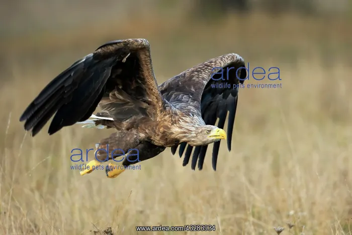 : White-tailed eagle (Haliaeetus albicilla), adult : White-tailed eagle (Haliaeetus albicilla), adult