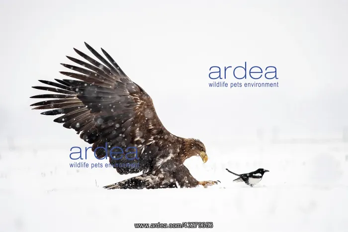 : White-tailed eagle (Haliaeetus albicilla) approaching : White-tailed eagle (Haliaeetus albicilla) approaching