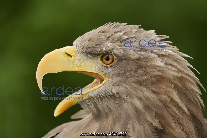  : White-tailed eagle (Haliaeetus albicilla) calling