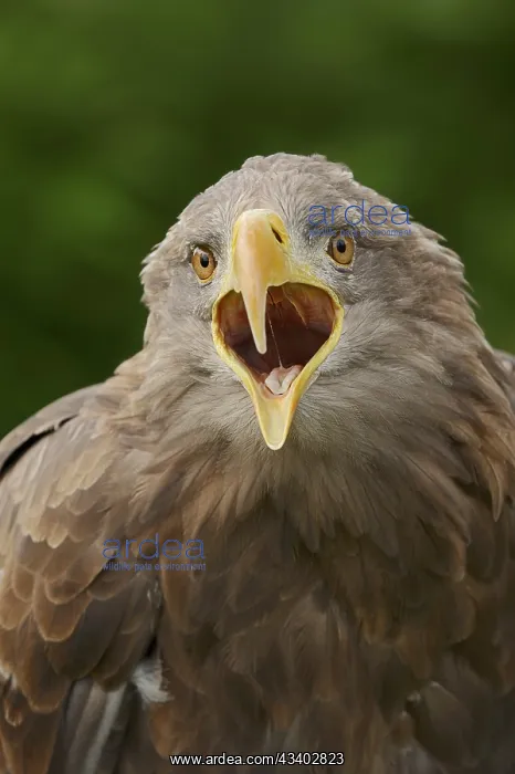  : White-tailed eagle (Haliaeetus albicilla) calling