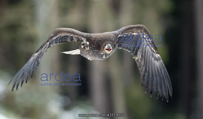 : White-tailed eagle (Haliaeetus albicilla), captive : White-tailed eagle (Haliaeetus albicilla), captive