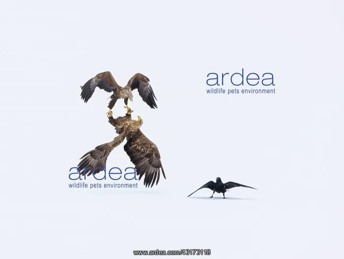 : White-tailed Eagle (Haliaeetus albicilla) courtship : White-tailed Eagle (Haliaeetus albicilla) courtship