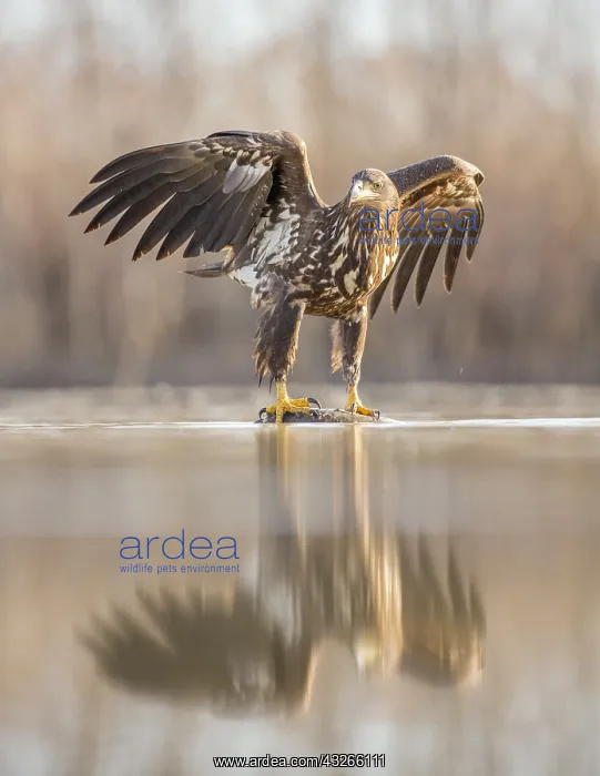 : White-tailed eagle (Haliaeetus albicilla) feedi : White-tailed eagle (Haliaeetus albicilla) feedi