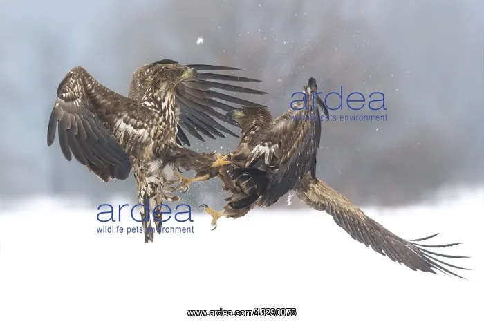 : White tailed Eagle (Haliaeetus albicilla) fight : White tailed Eagle (Haliaeetus albicilla) fight