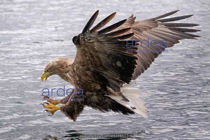  : White-tailed Eagle (Haliaeetus albicilla) fishin