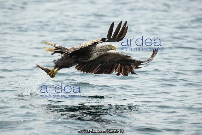 : White-tailed Eagle (Haliaeetus albicilla) fishing : White-tailed Eagle (Haliaeetus albicilla) fishing