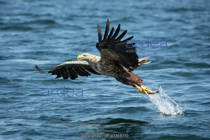 : White-tailed Eagle (Haliaeetus albicilla) fishing : White-tailed Eagle (Haliaeetus albicilla) fishing