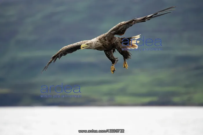 : White-tailed Eagle (Haliaeetus albicilla) fishing : White-tailed Eagle (Haliaeetus albicilla) fishing