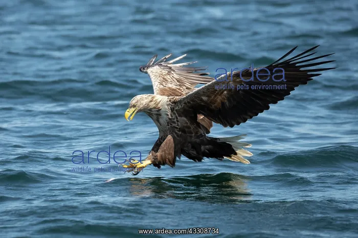 : White-tailed Eagle (Haliaeetus albicilla) fishing : White-tailed Eagle (Haliaeetus albicilla) fishing
