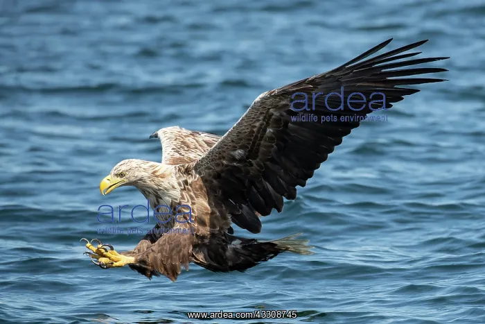 : White-tailed Eagle (Haliaeetus albicilla) fishing : White-tailed Eagle (Haliaeetus albicilla) fishing