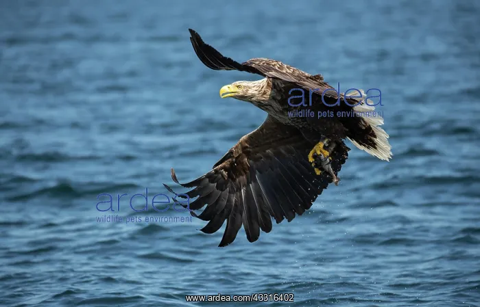 : White-tailed Eagle (Haliaeetus albicilla) fishing : White-tailed Eagle (Haliaeetus albicilla) fishing