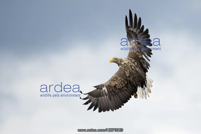 : White-tailed Eagle (Haliaeetus albicilla) in fl : White-tailed Eagle (Haliaeetus albicilla) in fl