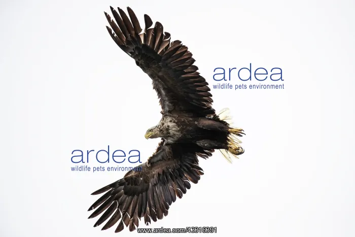 : White-tailed Eagle (Haliaeetus albicilla) in flight : White-tailed Eagle (Haliaeetus albicilla) in flight