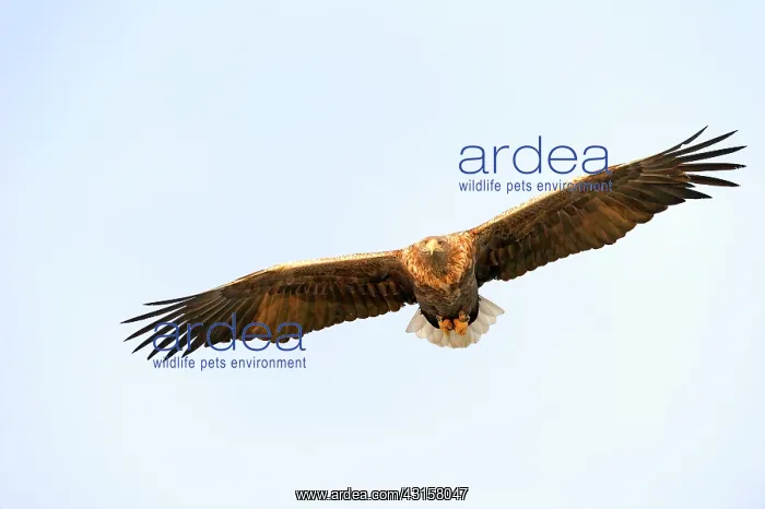 : White-tailed Eagle (Haliaeetus albicilla) flying : White-tailed Eagle (Haliaeetus albicilla) flying