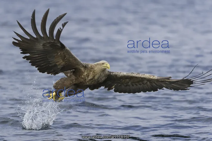: White-tailed Eagle (Haliaeetus albicilla) flying : White-tailed Eagle (Haliaeetus albicilla) flying