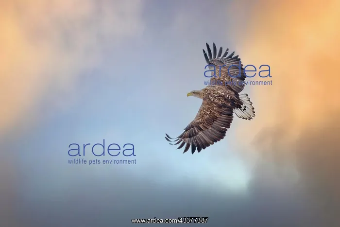 : White-tailed eagle (Haliaeetus albicilla) foraging : White-tailed eagle (Haliaeetus albicilla) foraging