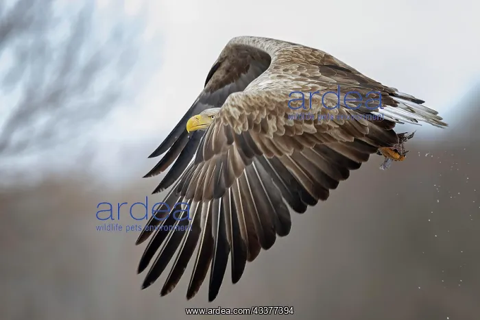: White-tailed eagle (Haliaeetus albicilla) foraging : White-tailed eagle (Haliaeetus albicilla) foraging