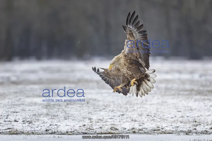 : White-tailed eagle (Haliaeetus albicilla) foraging on a frozen lake : White-tailed eagle (Haliaeetus albicilla) foraging on a frozen lake