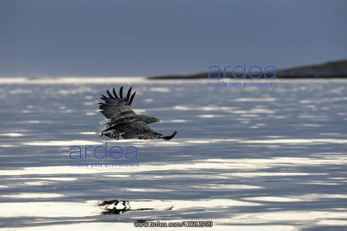  : White-tailed eagle (Haliaeetus albicilla) hunting for fish o