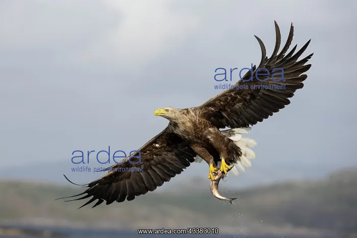 : White-tailed eagle (Haliaeetus albicilla) hunting for fish o : White-tailed eagle (Haliaeetus albicilla) hunting for fish o