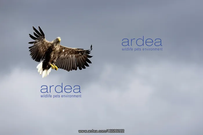 : White-tailed eagle (Haliaeetus albicilla) hunting for fish o : White-tailed eagle (Haliaeetus albicilla) hunting for fish o