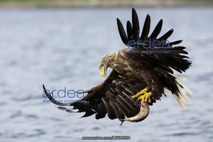 : White-tailed eagle (Haliaeetus albicilla) hunting for fish o : White-tailed eagle (Haliaeetus albicilla) hunting for fish o