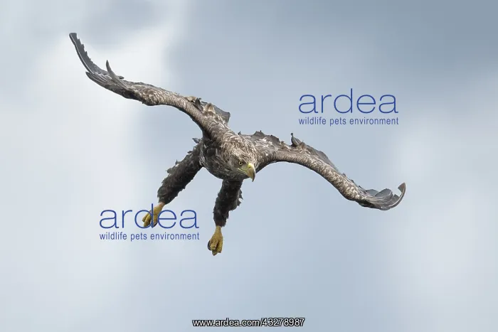 : White-tailed Eagle (Haliaeetus albicilla) juven : White-tailed Eagle (Haliaeetus albicilla) juven