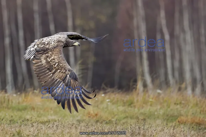 : White-tailed Eagle (Haliaeetus albicilla) juvenile flying : White-tailed Eagle (Haliaeetus albicilla) juvenile flying