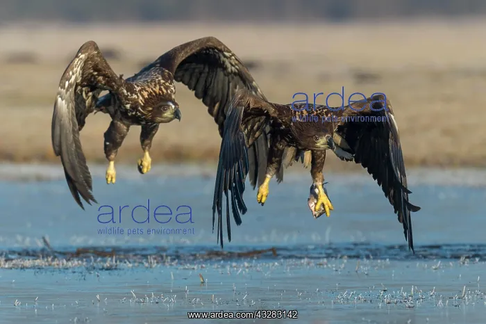: White-tailed eagle (Haliaeetus albicilla ), Kutno : White-tailed eagle (Haliaeetus albicilla ), Kutno