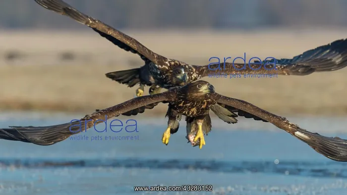 : White-tailed eagle (Haliaeetus albicilla ), Kutno : White-tailed eagle (Haliaeetus albicilla ), Kutno