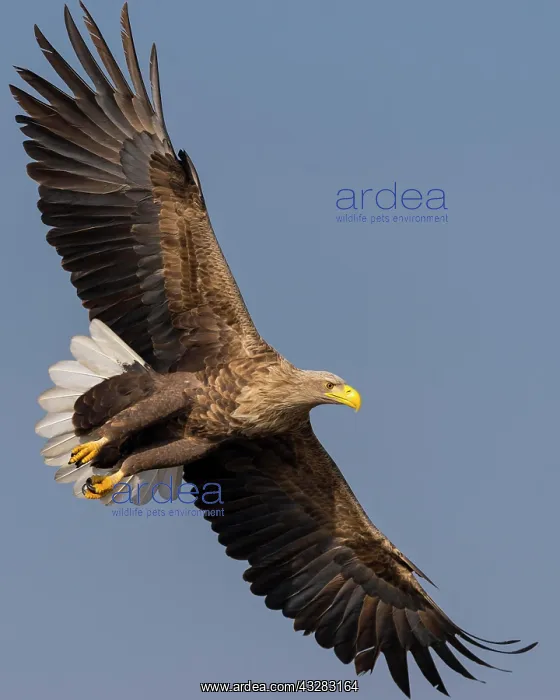 : White-tailed eagle (Haliaeetus albicilla ), Kutno : White-tailed eagle (Haliaeetus albicilla ), Kutno