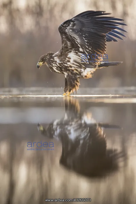 : White-tailed eagle (Haliaeetus albicilla) landi : White-tailed eagle (Haliaeetus albicilla) landi