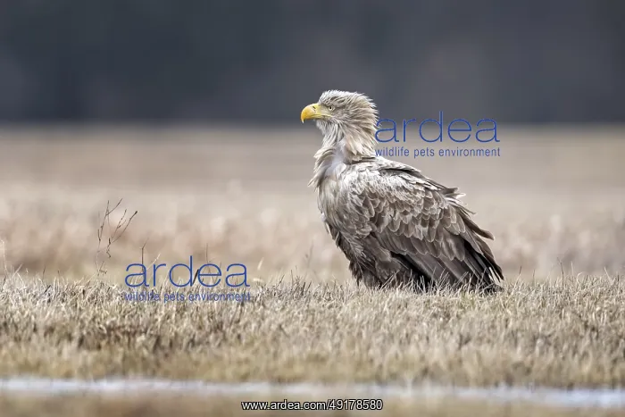 : White-tailed Eagle (Haliaeetus albicilla), Poland : White-tailed Eagle (Haliaeetus albicilla), Poland