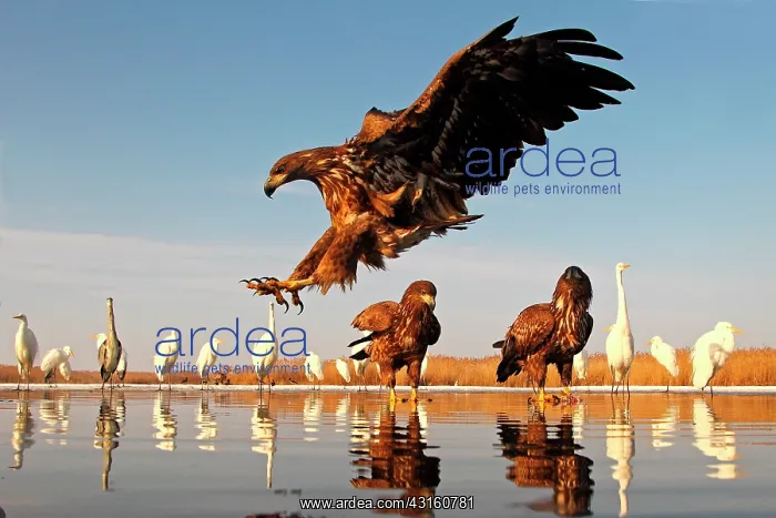 : White-tailed Eagle (Haliaeetus albicilla) posing : White-tailed Eagle (Haliaeetus albicilla) posing